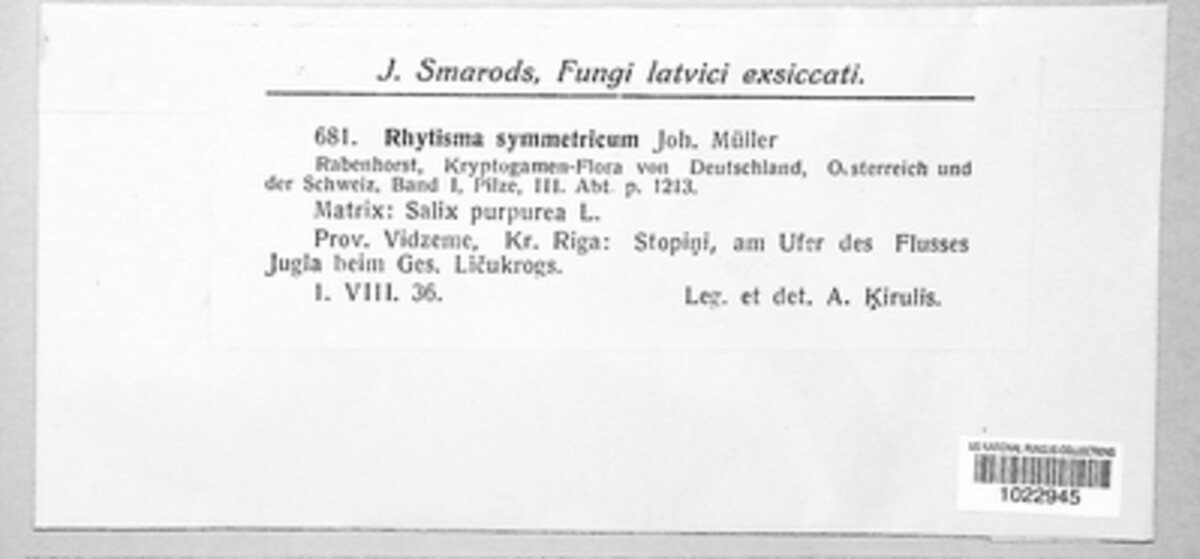 Rhytisma symmetricum image